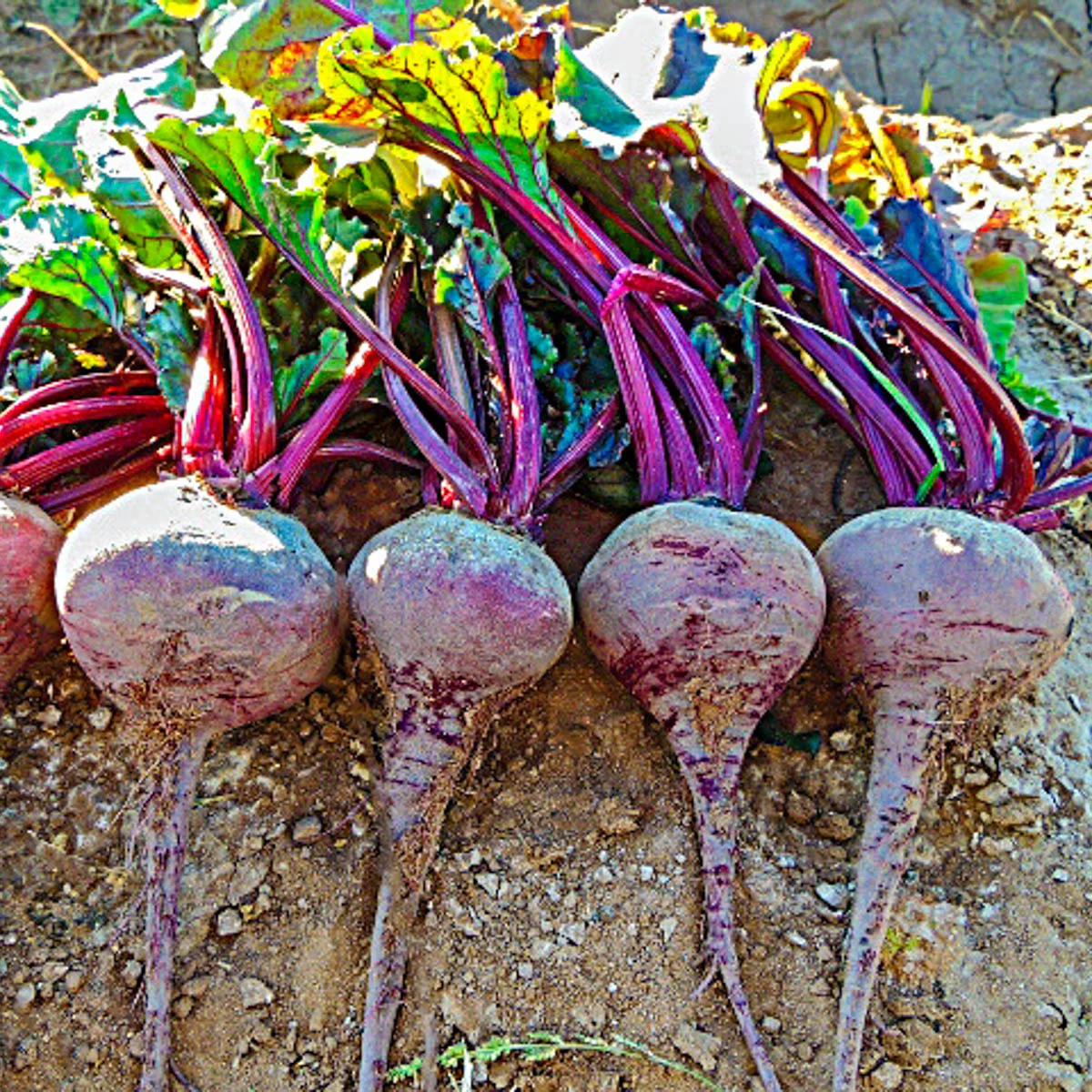 Gurney's Red Titan Hybrid Beet Seed Tapes  - 2 seed tapes measuring 7.5 feet long each