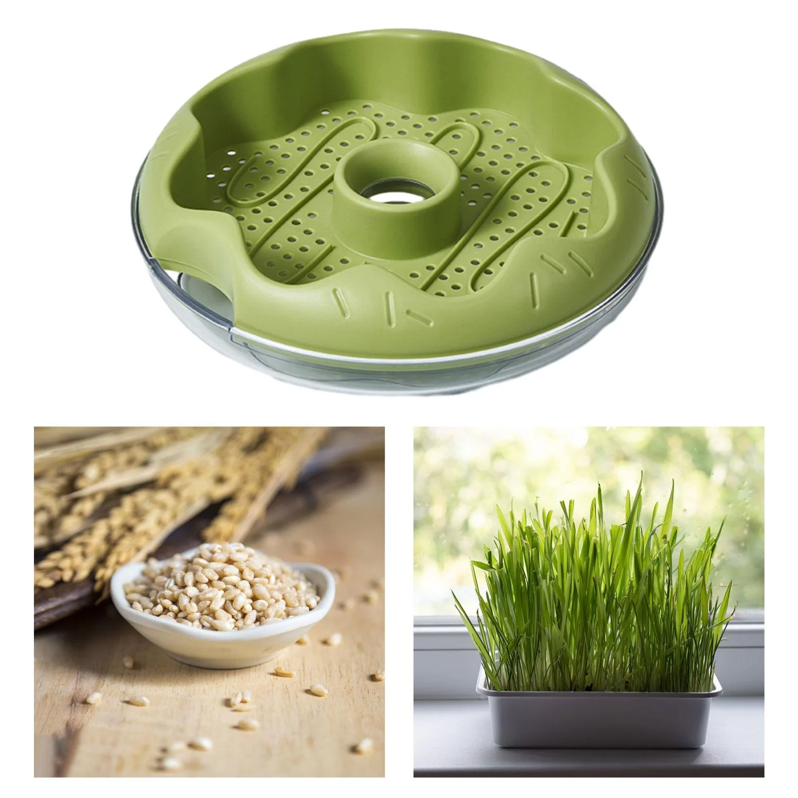 oshhnii Grass , Planting Tray, Germination Tray, Grass Sprouting Tray, Cat Snack Green