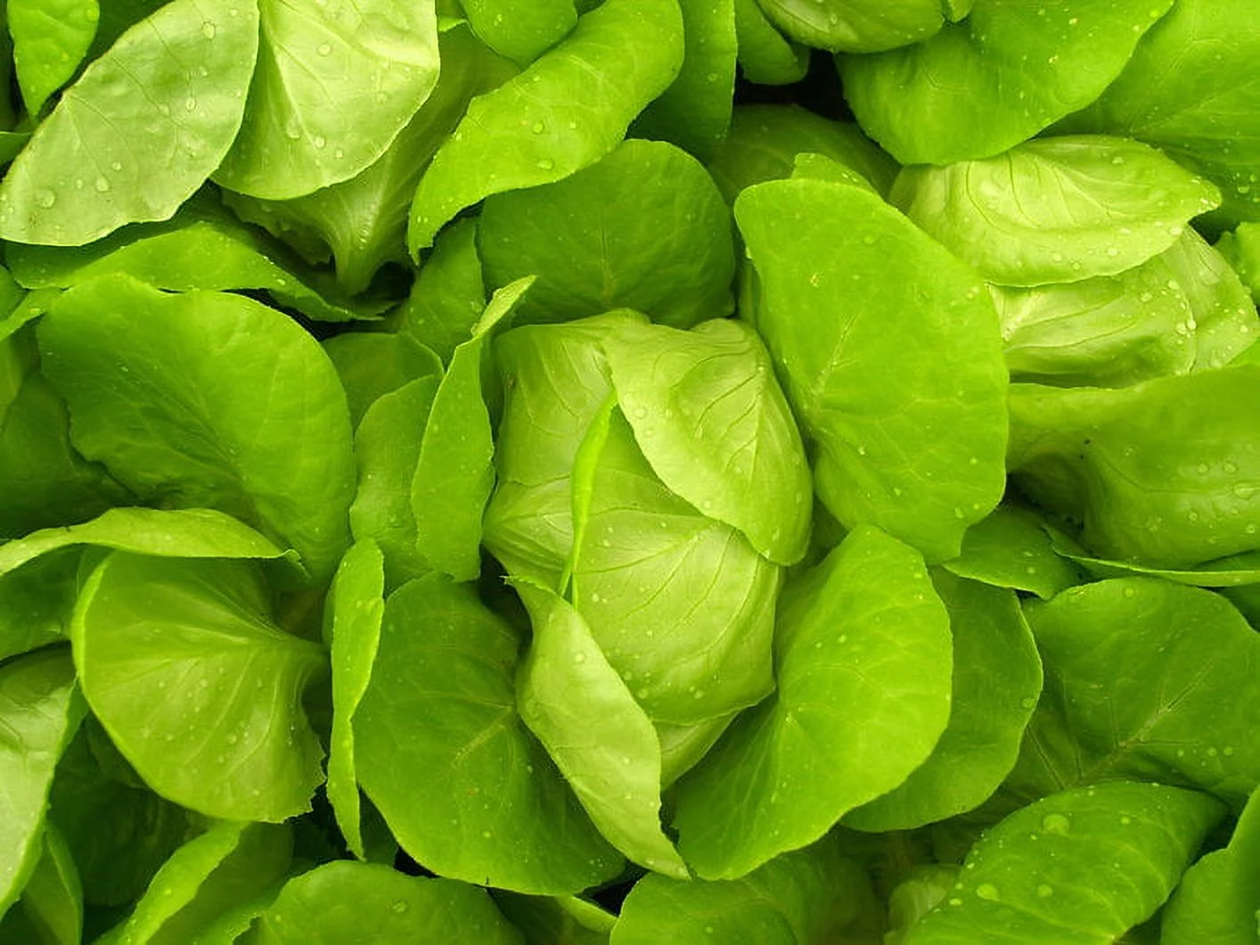 Vegetable Seeds- Little Gem Lettuce- 500 Seeds--Old English Heirloom -Tasty Sweet 4