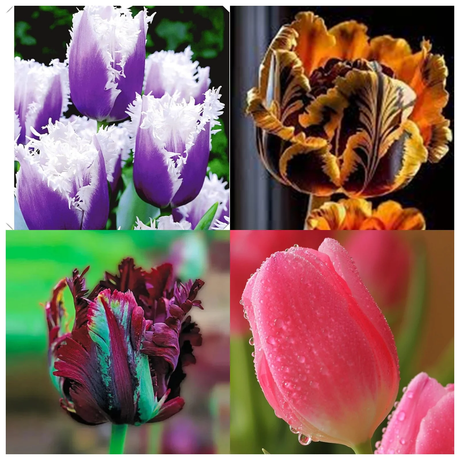 5bulbs-Tulip Bulbs,Tulip Flowers,Tulip Bulbs For Planting,Tulip Plant Bulbs,Stunning Ornamentals,Tulip Bulbs For Sale Outdoors.