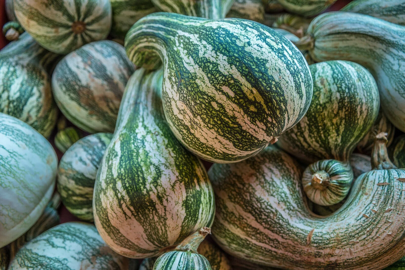 Cushaw Green Striped Pumpkin, NON-GMO, Tennessee Sweet Potato, FREE SHIPPING, 800 Seeds or 1/2 LB