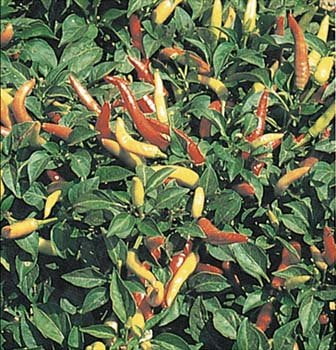 Clovers Garden Super Chili Hot Pepper Plant - Two (2) Live Plants – Non-GMO - Not Seeds – Each 4