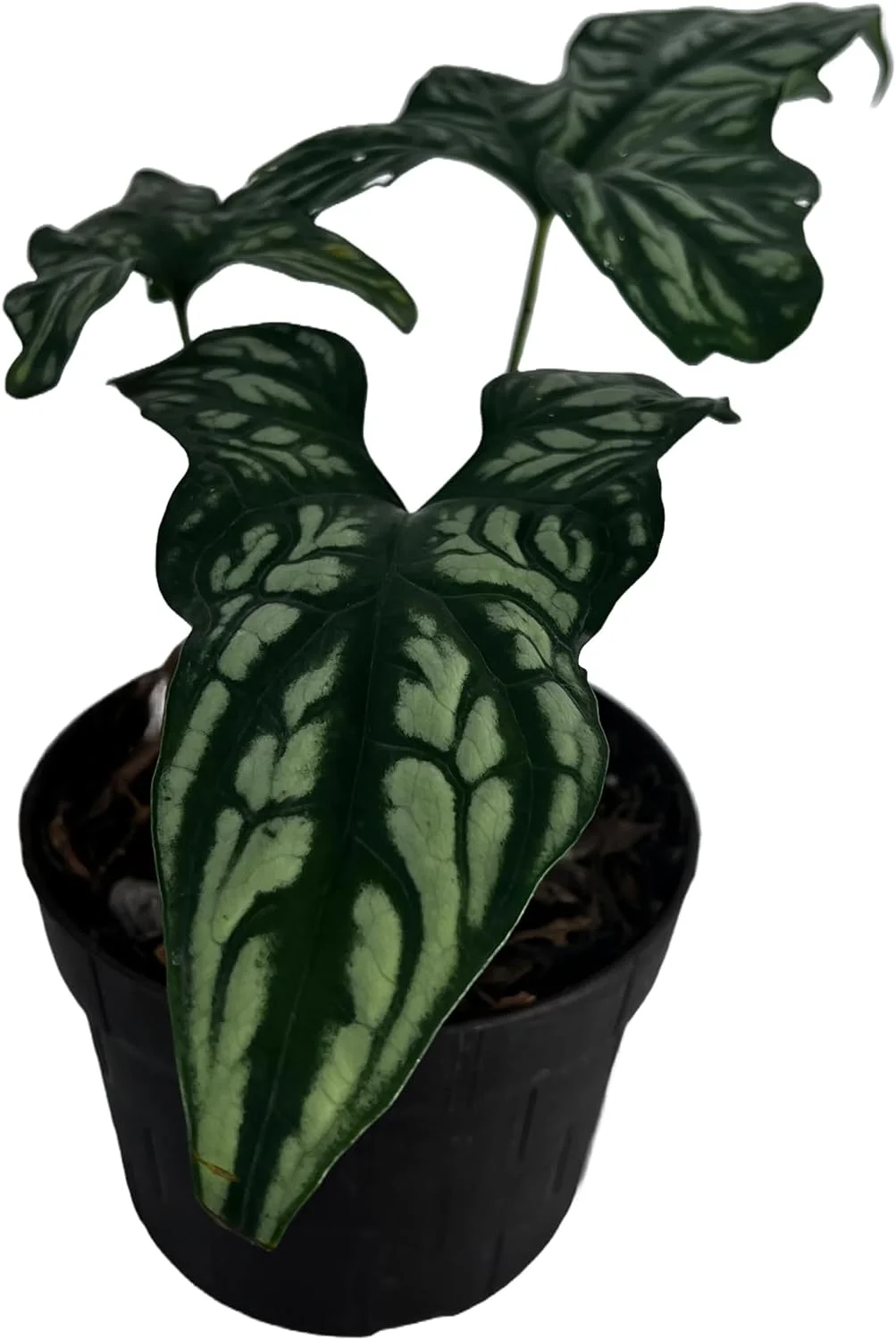 Cercestis Mirabili by LEAL PLANTS ECUADOR | African Embossed Plant | Natural Décor Plant