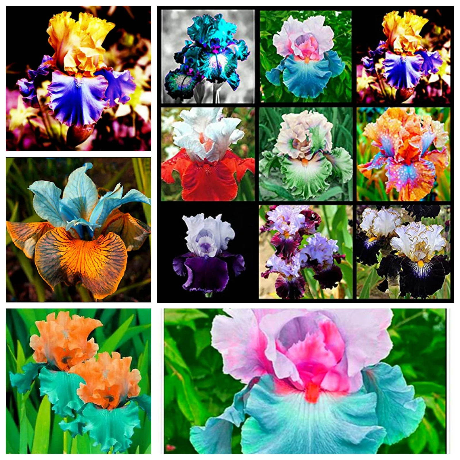 Iris Bulbs, Iris Tubers, Beautify Environment,Cold And Drought Resistant, Easy For Gardeners To Grow,Iris Bulbs For Planting, Iris Plants Bulbs,Iris Rhizomes,Iris Bulbs Perennial Reblooming Bearded,