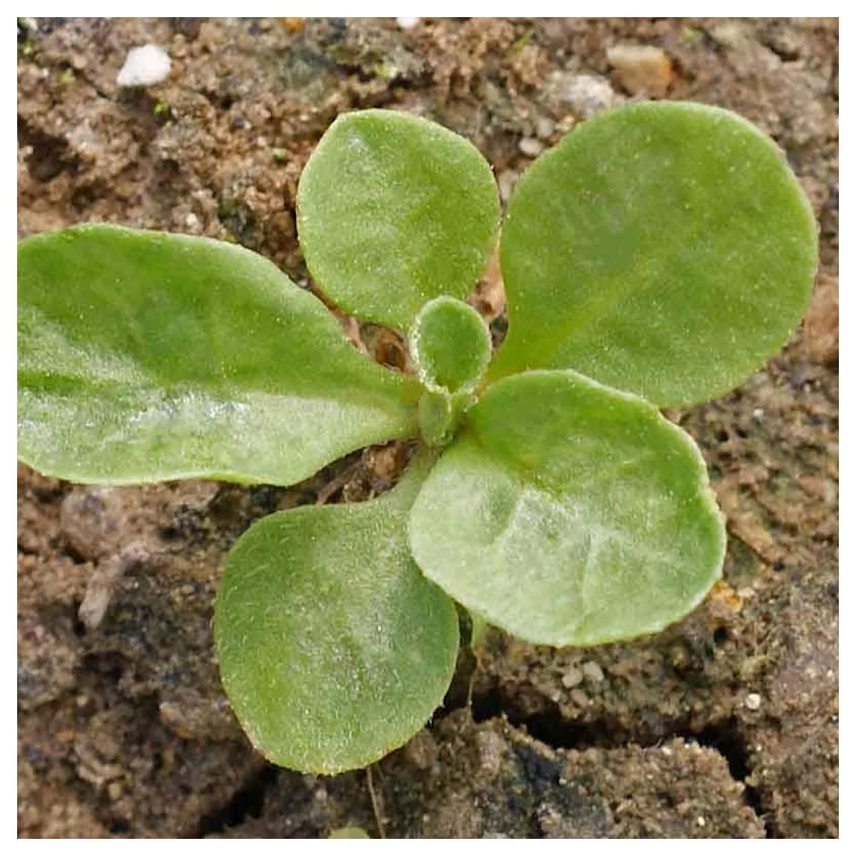 Everwilde Farms - 2000 English Daisy Mixed Garden Flower Seeds - Gold Vault Jumbo Bulk Seed Packet