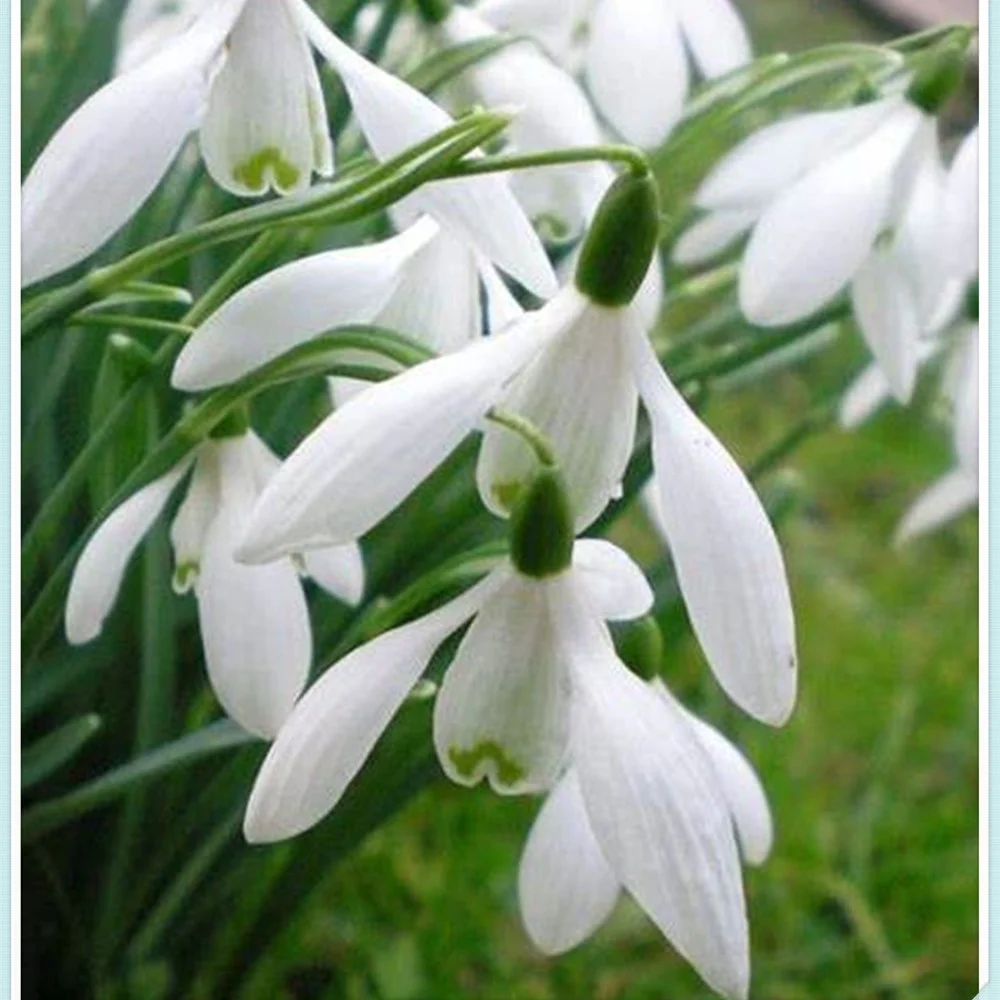 Snowdrop Bulbs/Snowdrop Bulbs for Planting/Perennial/Long Flowering Period/ Cut Flower/Healthy/Snowdrop Bulbs For Planting