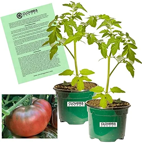 Clovers Garden Black Krim Tomato Plant - Two (2) Live Plants - Non-GMO - Not Seeds - Each 4”-7” Tall - in a 3.5” Pots