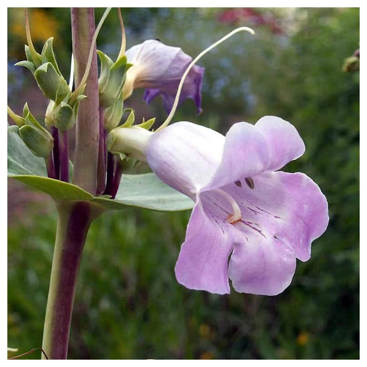 Everwilde Farms - 300 Large Flowered Beardtongue Native Wildflower Seeds - Gold Vault Jumbo Bulk Seed Packet