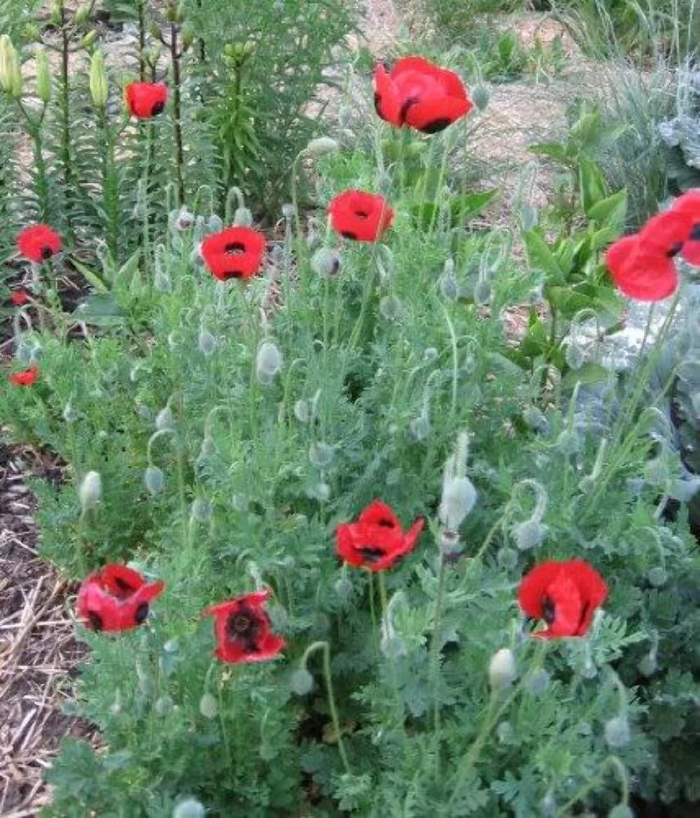150 RED Lady Bird FLANDERS POPPY Papaver Commutatum Scarlet Black Flower Seeds