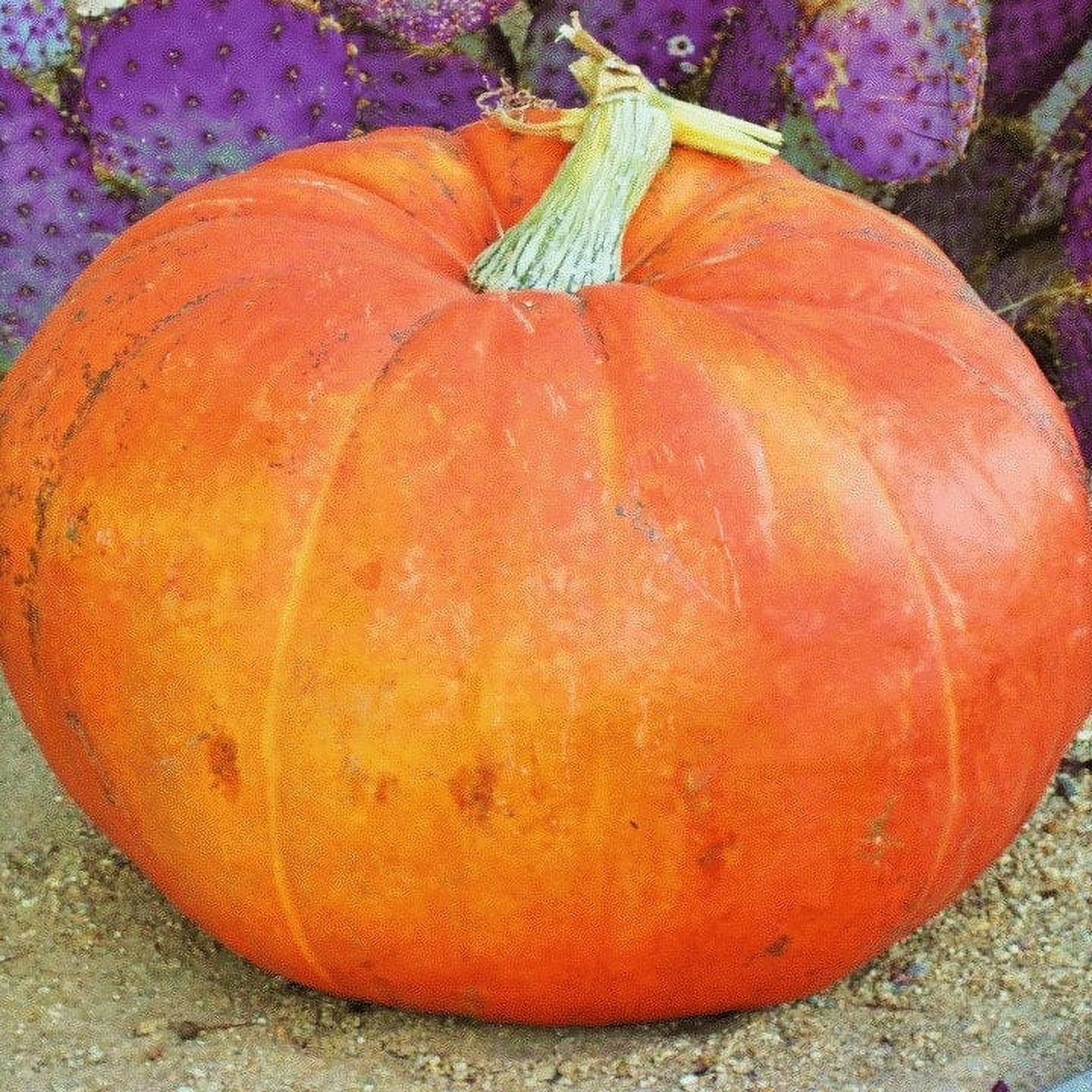 TomorrowSeeds - Mammoth Gold Pumpkin Seeds - 60+ Count Packet - Carving Halloween Giant Pumpkins Connecticut Field Vegetable Squash Seed For 2024 Season