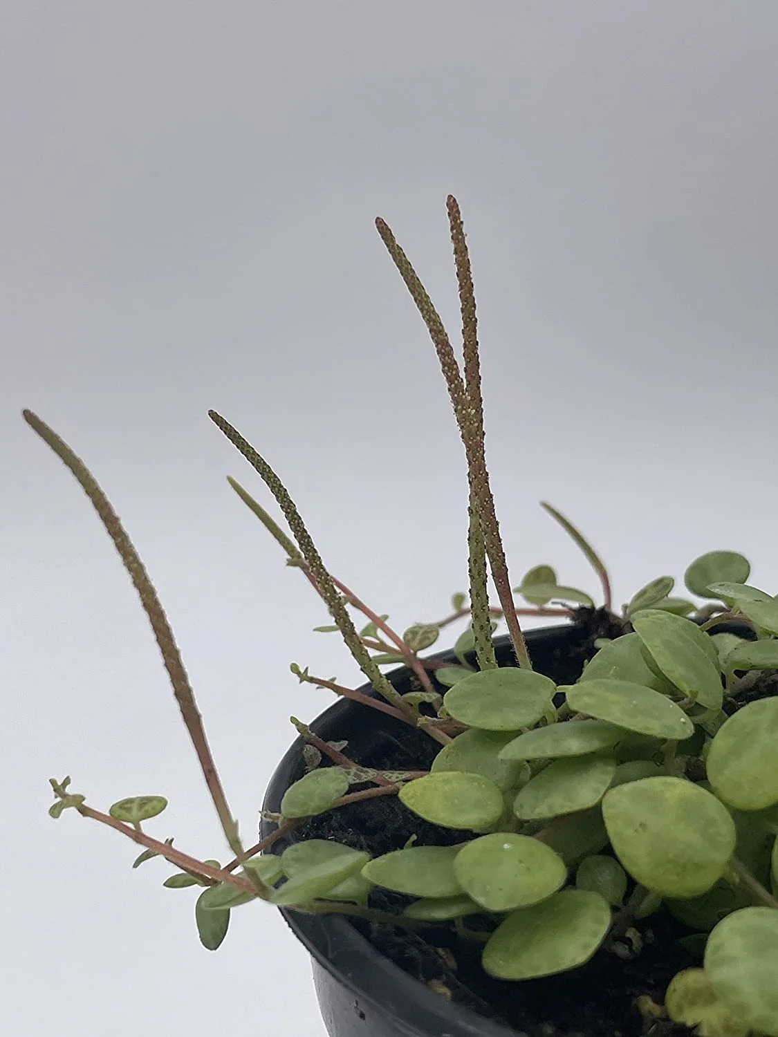 String of Turtles, Peperomia prostrata, Vining Plant, Live in a 4 inch Pot
