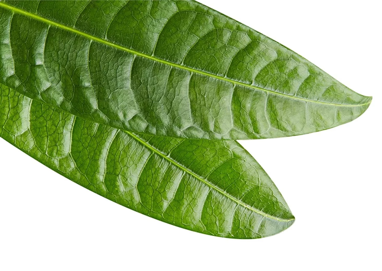 Green Royalty Natural Infussions Mango Hoja Mango Leaf 4 Oz.