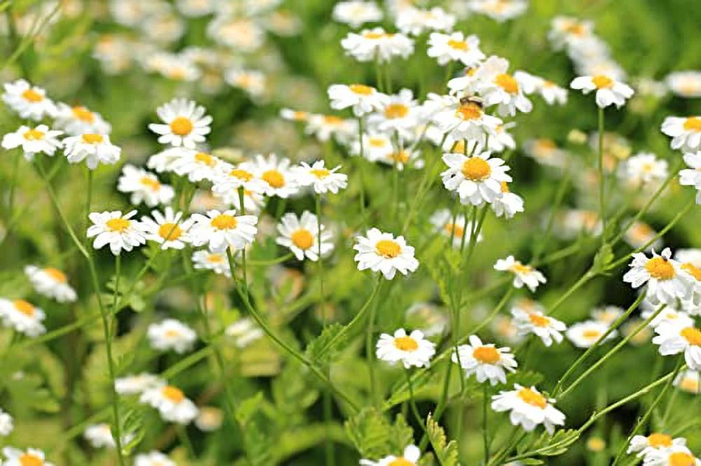 Pyrethrum Daisy 50 Seeds (Chrysanthemum - Tanacetum cinerariifolium) Heirloom - Open Pollinated - Non-GMO - Untreated Seed