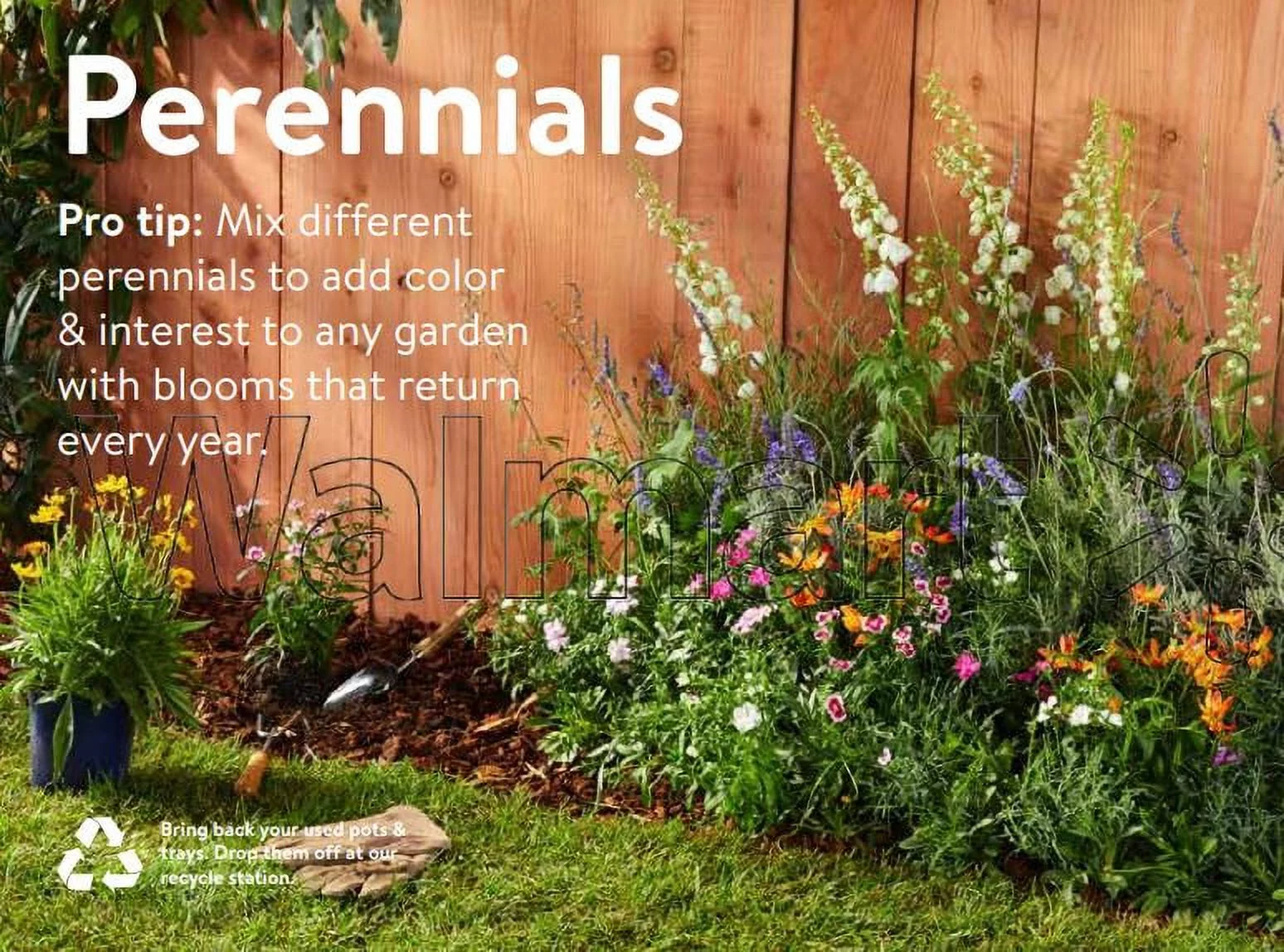 Expert Gardener 1.5G Multicolor Salvia Live Plant Grower Pot Sun