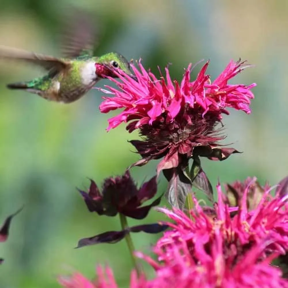 CHUXAY GARDEN Monarda 'Balmy Pink',Pink Bee Balm Seed,Bergamot 100 Seeds Perennial Flowering Plant Attract Butterflies and Hummingbirds Beautiful Potted Plants