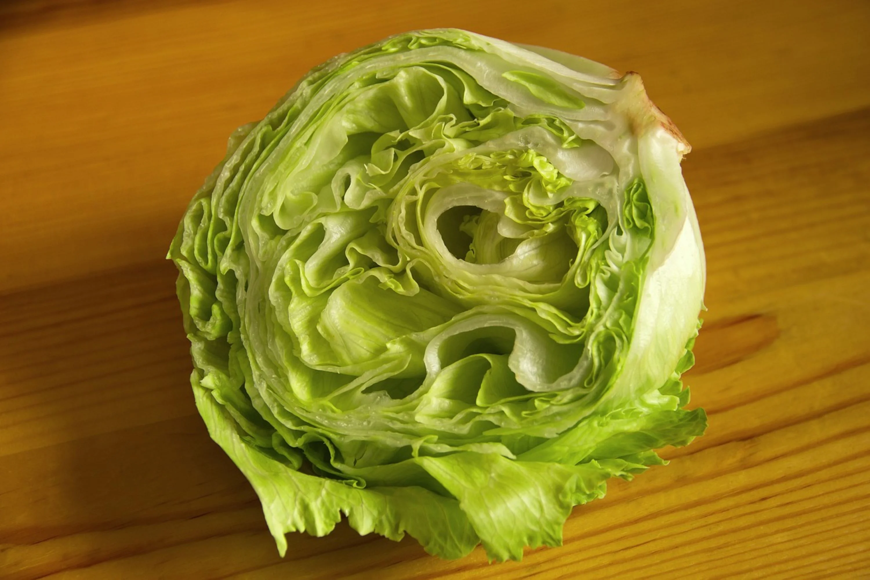 Iceberg Lettuce Seeds/ Full Sun/ Annual/ 500 Seeds 1/2 Gram/ Zellajake Farm and Garden- B302