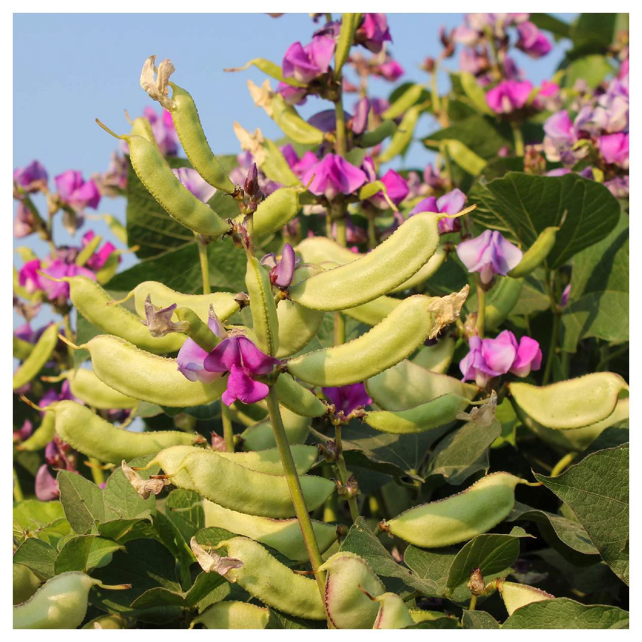 Everwilde Farms - 10 Purple Moonshadow Garden Flower Seeds - Gold Vault Jumbo Bulk Seed Packet