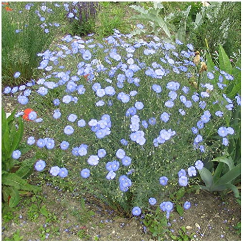 Blue Flax 1500 Seeds (Linum perenne) Non GMO, Heirloom
