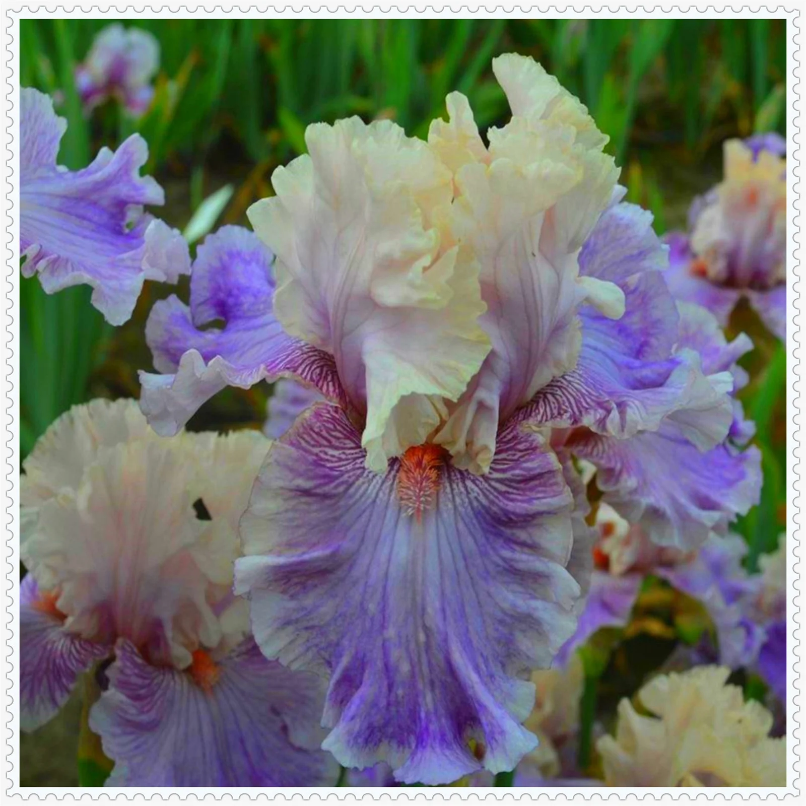 Iris bulbs, bearded iris bulbs，iris plant,Iris bulbs fior planting hardy perennial herb that grows well in gardens and pots