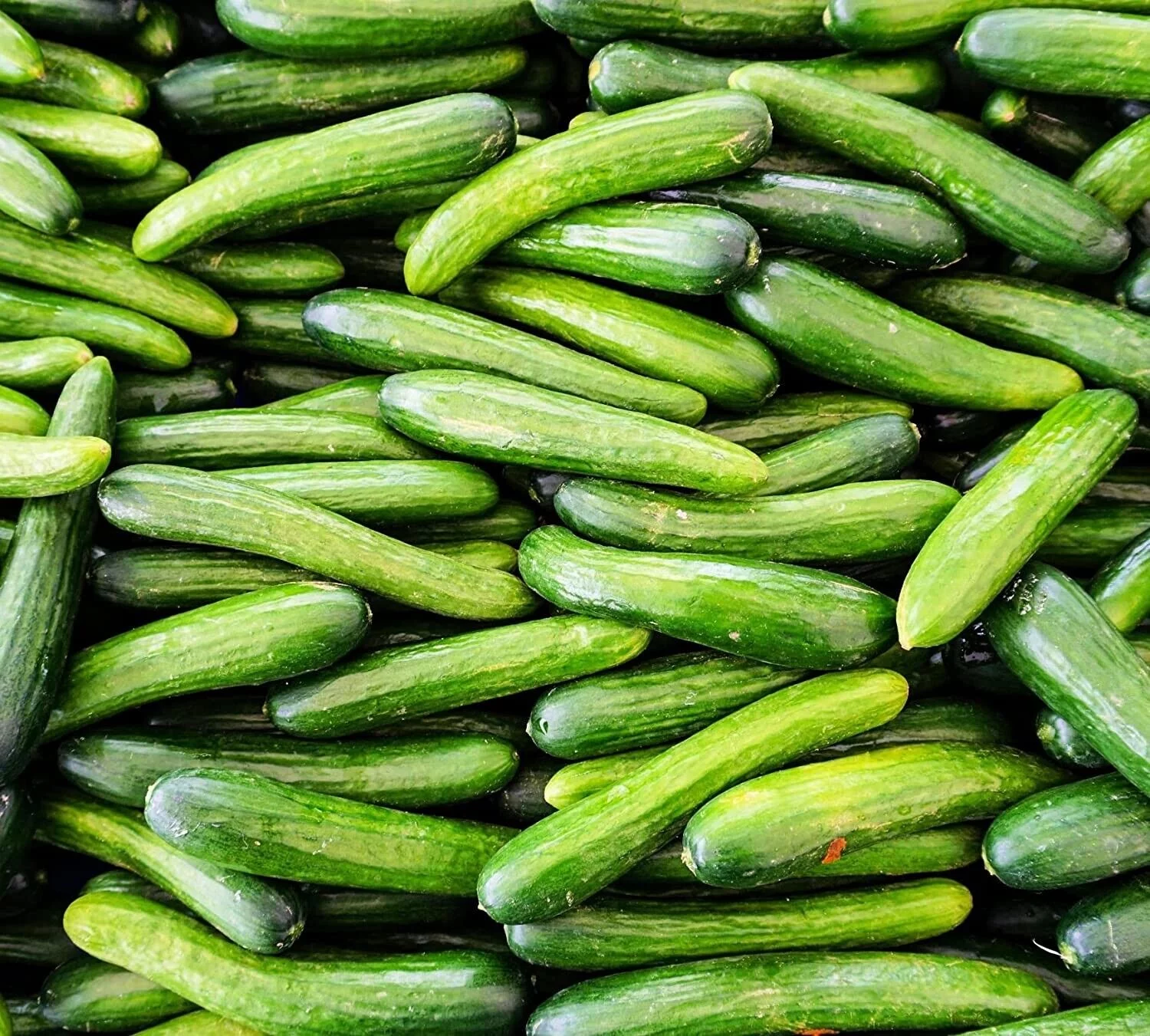 30 Alpha Cucumber Seeds for Planting Persian Beit Alpha Cucumis sativus