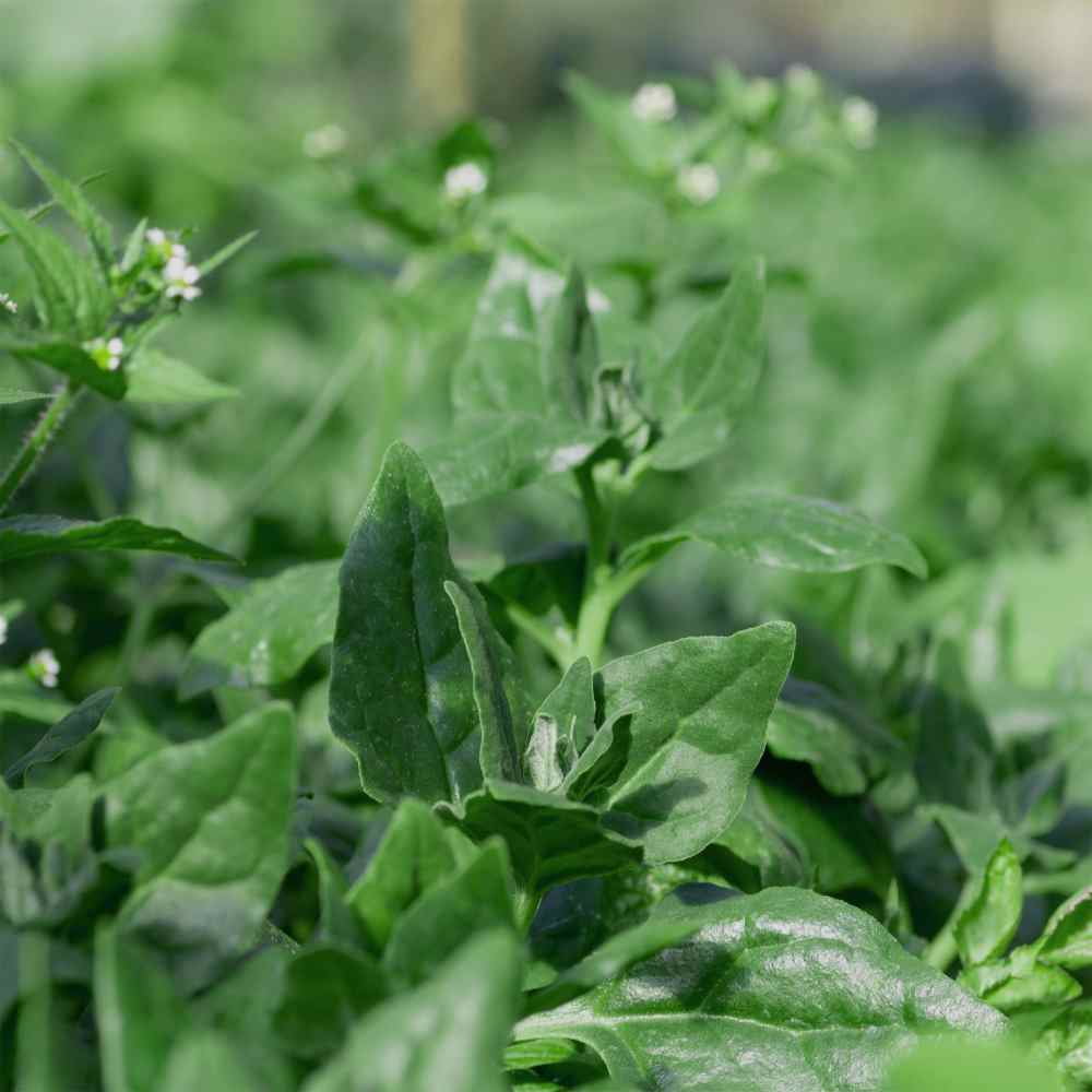 New Zealand Spinach Seeds - Everlasting Spinach Herb Seed - 400 Seeds
