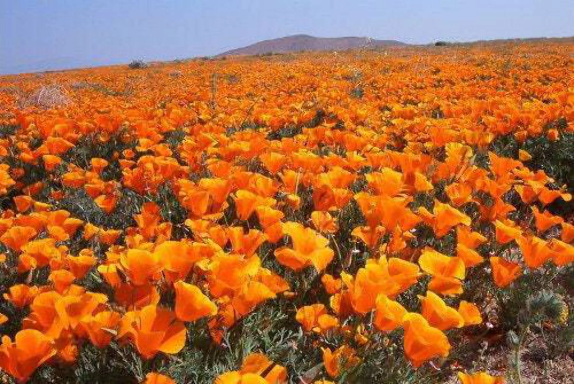 1000 Seeds ORANGE CALIFORNIA POPPY Eschscholzia Californica Flower Seeds