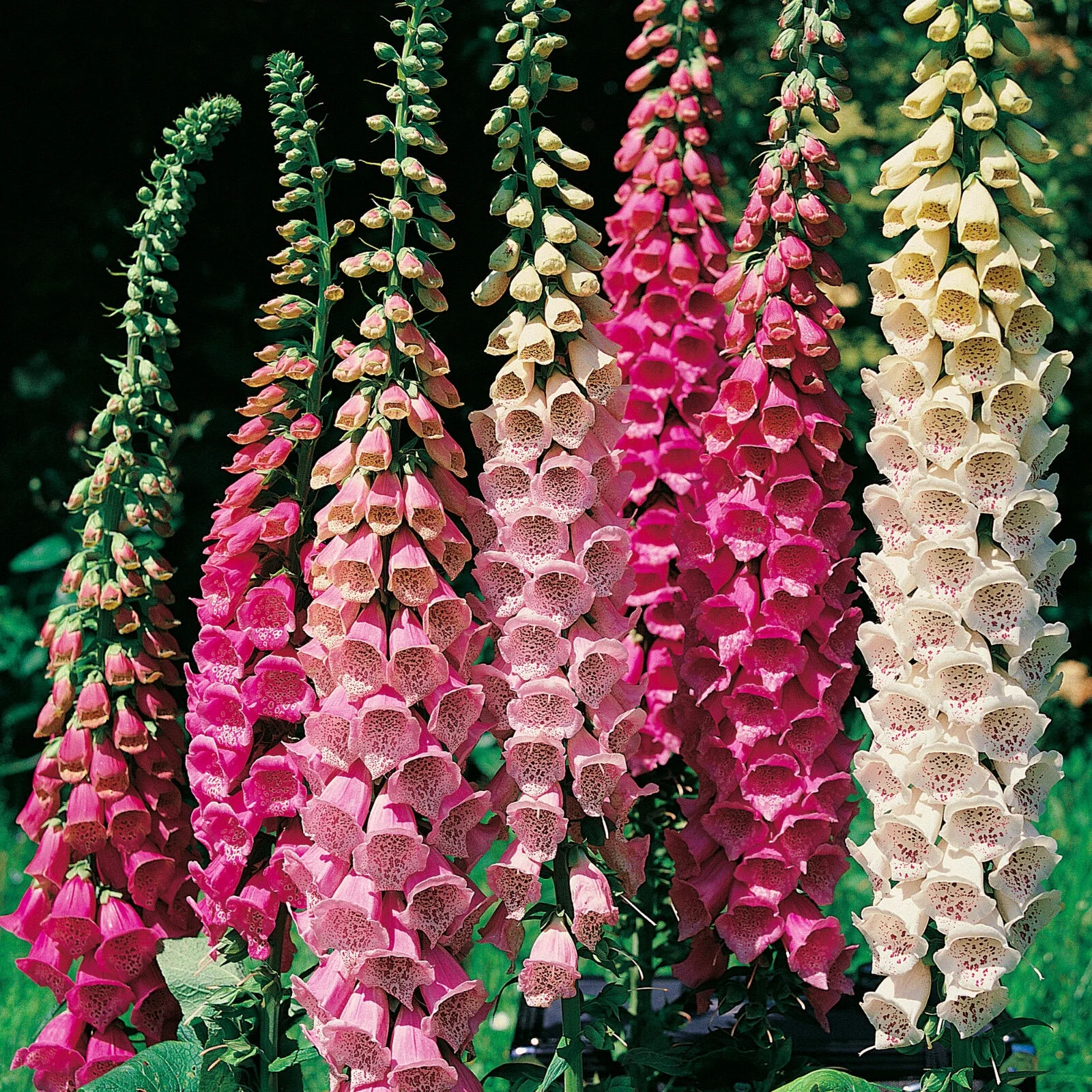 200+ FOXGLOVE EXCELSIOR DIGITALIS PURPUREA PERENNIAL SHADE or SUN FLOWER SEEDS