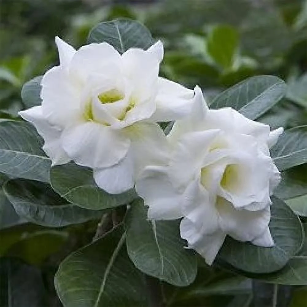 QAUZUY GARDEN 8 White Desert Rose (Adenium Obesum) Seeds, Non-GMO Heirloom Flower Seeds, Perennial Exotic Tropical Succulent Bonsai Plant, Attract Pollinators