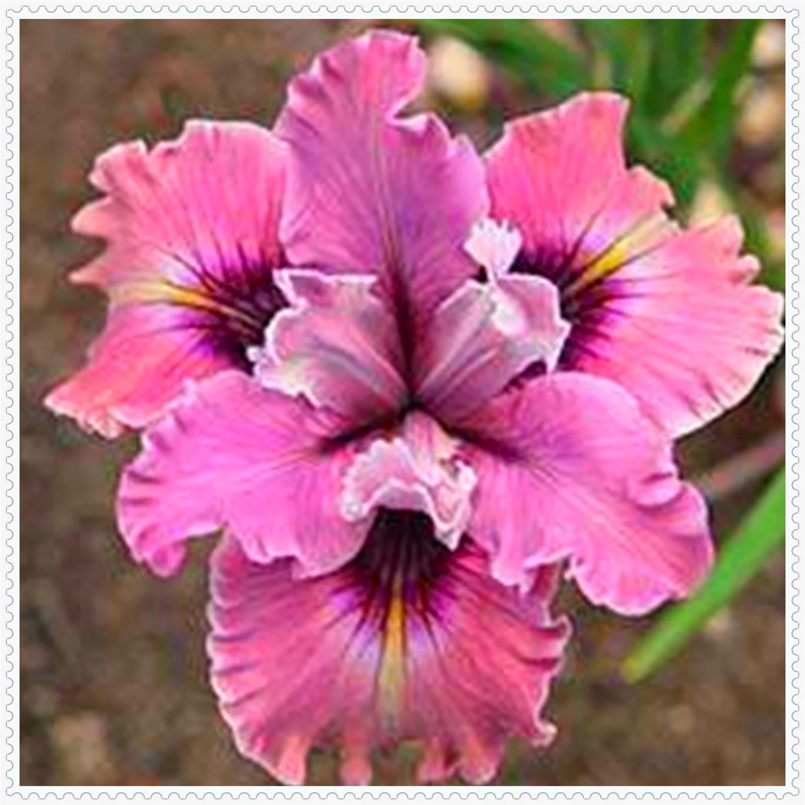 Iris bulbs, iris plant,Iris bulbs fior planting hardy perennial herb that grows well in gardens and pots