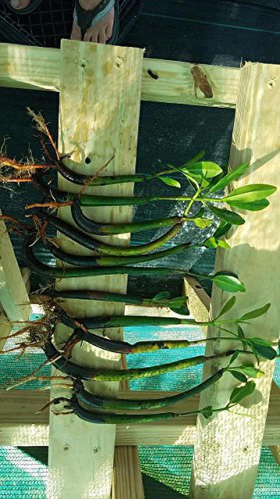 10 RED MANGROVE SEEDLINGS Plants That Are Pictured Are Exactly What Will Receive, And Are Grown By Mangroves And More Nursery, Not Any Or Seller.