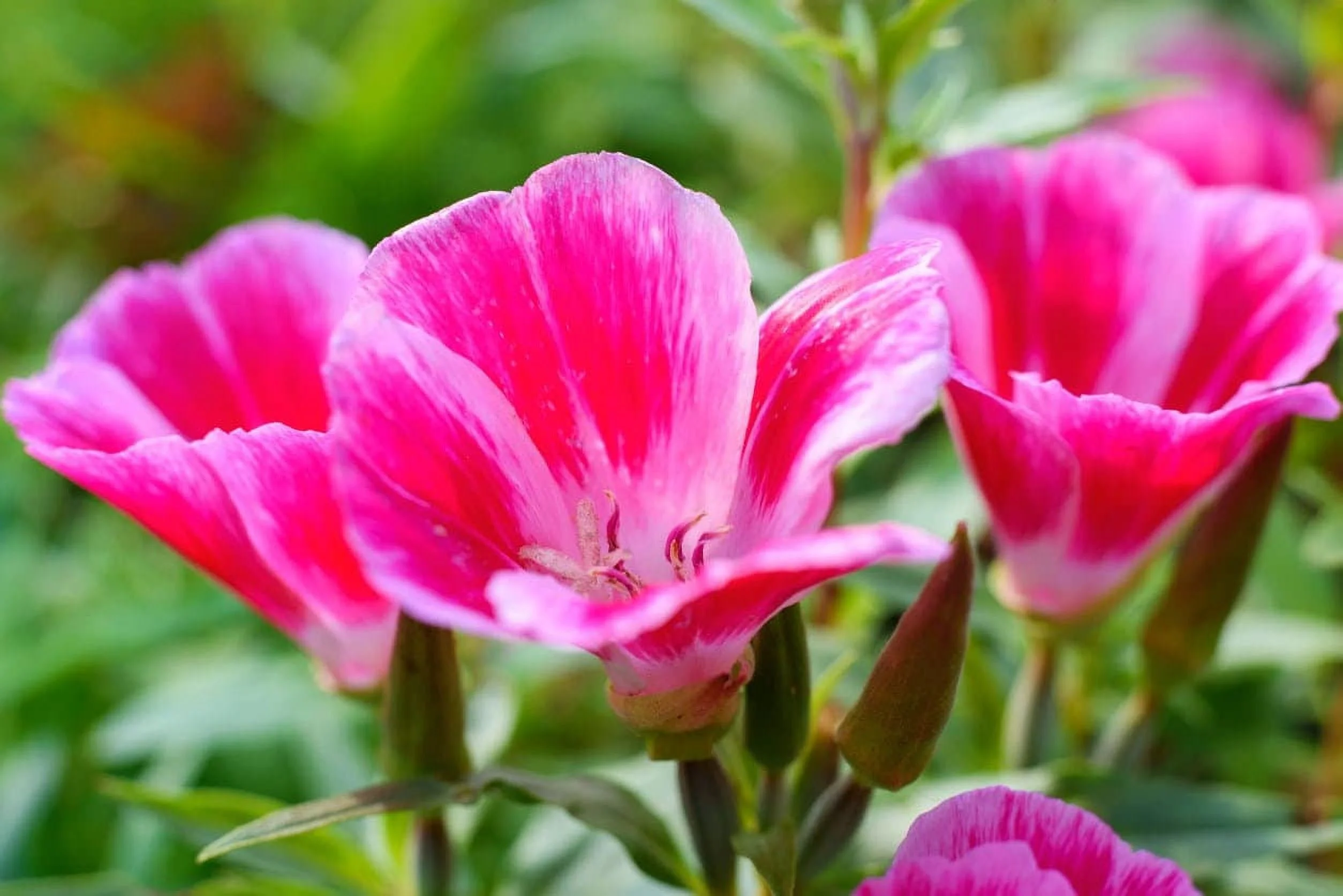 TomorrowSeeds - Farewell to Spring Godetia Seeds - 1000+ Count Packet - NonGMO Clarkia Amoena Pink Red Cherry Flower Plant Garden Plant Seed 2024 Season