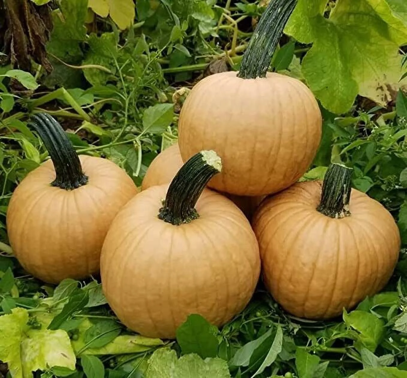 Hot Chocolate Pumpkin Seeds for Planting (10 Seeds) - Ships from Iowa, USA