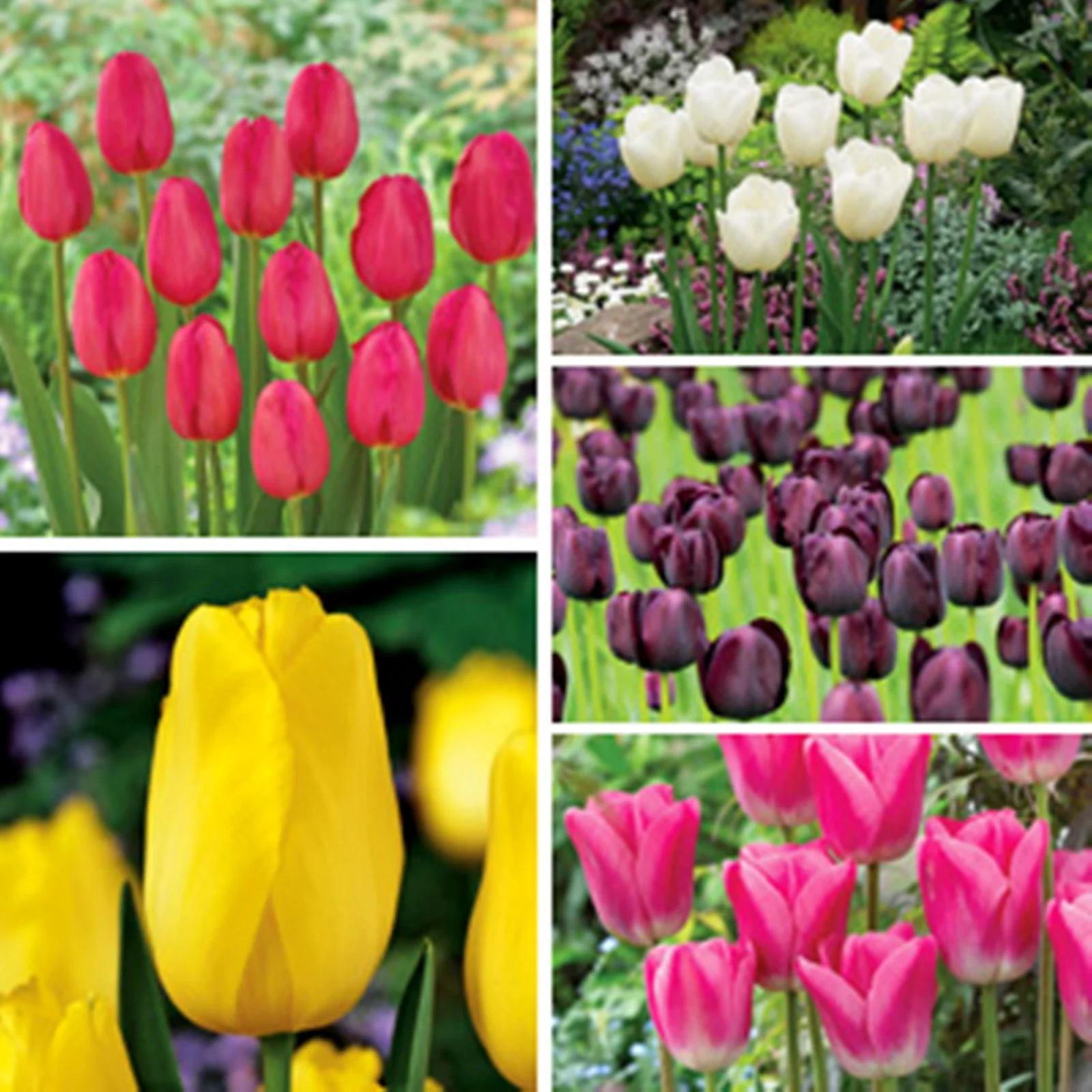 Tulip Bulbs, Tulip Plant Bulbs,Garden Plants,Tulip, Hydroponics,Tulip Bulbs For Planting, Tulip Flowers,Tulip Bulbs For Sale