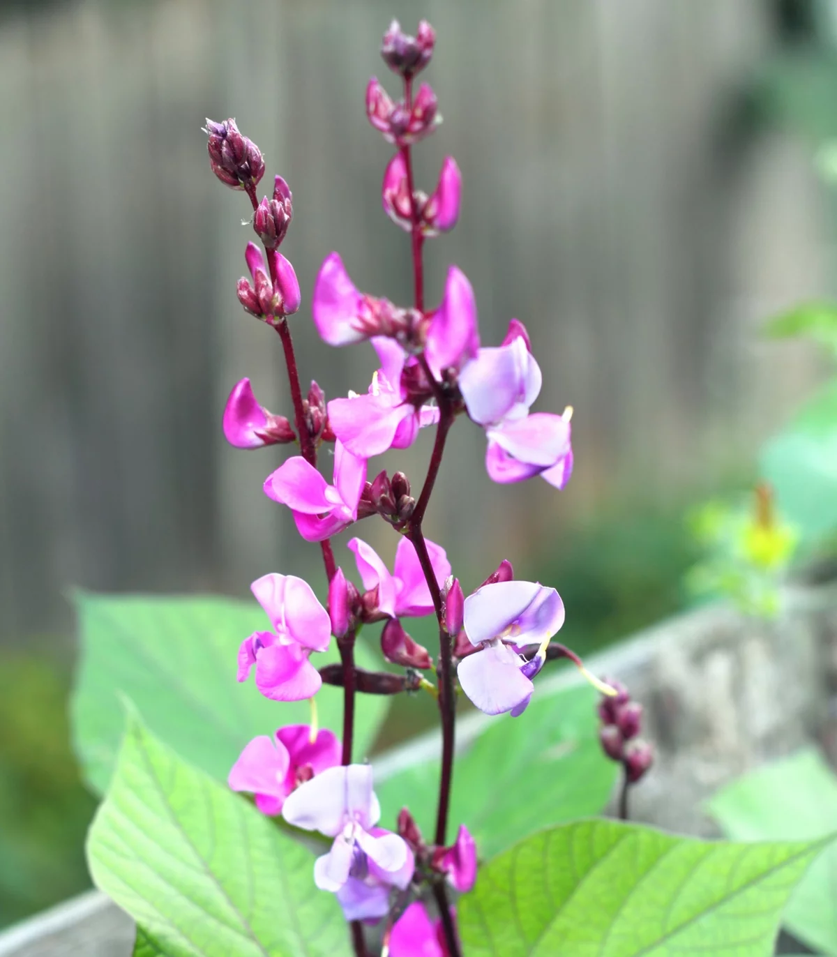 Earthcare Seeds - Hyacinth Bean 15 Seeds (Dolichos Lablab Purpureus) Heirloom - Open Pollinated