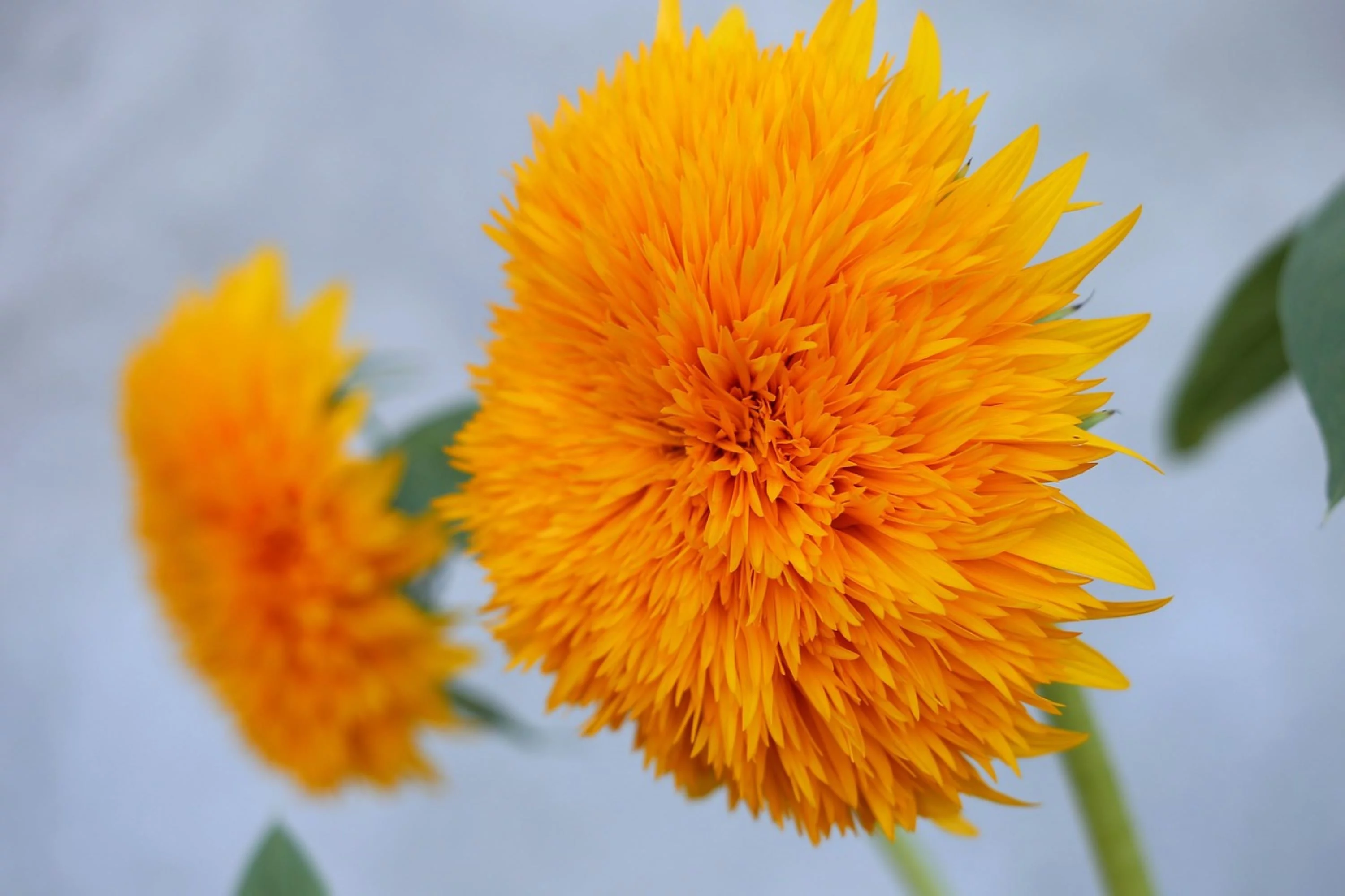 Dwarf Teddy Bear Sunflower Seeds/ Annual/ Full Sun/ 9K Seeds 1/4lb/ Zellajake Farm and Garden - B69