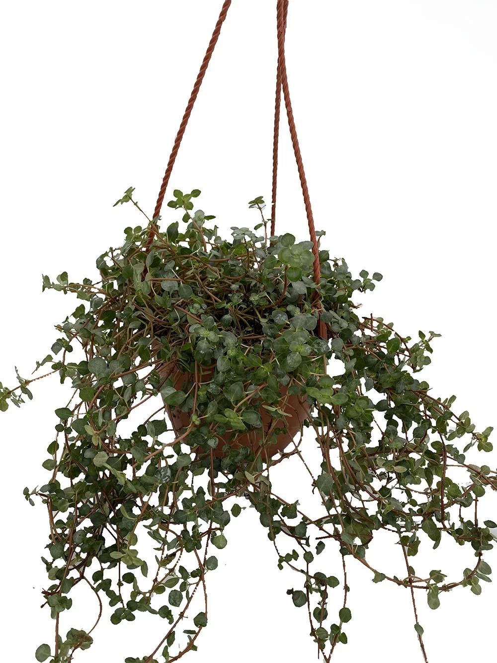 Aquamarine Baby Tears - Pilea glauca - 6