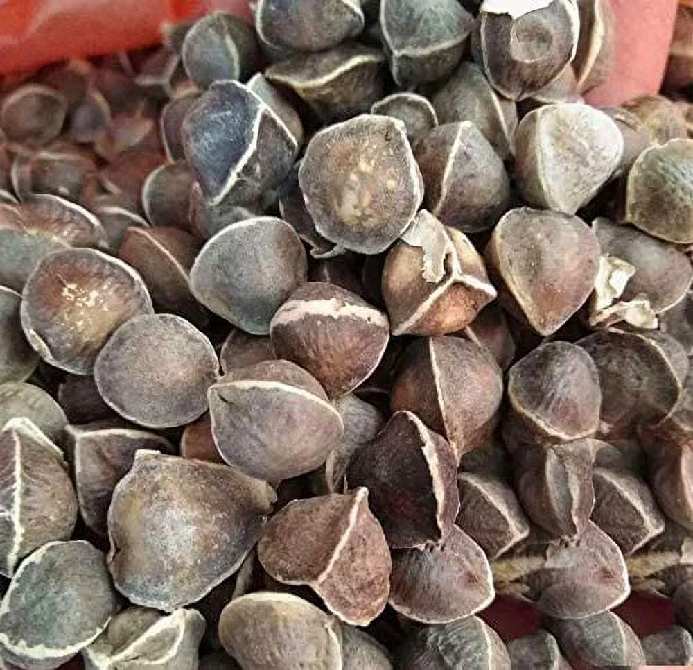 GeSHOP 25 Seeds of The Tree of Life - The Moringa Tree Easy to Grow, Fast Growing Tree