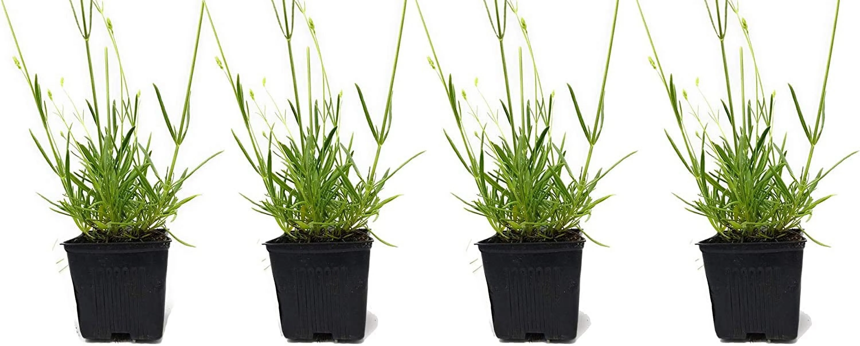 L+ Lavender French Provence Very Fragrant (Blue Flowers, 4