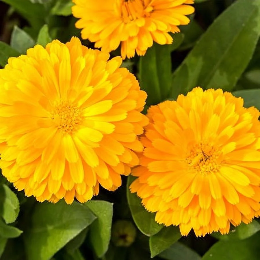 Calendula Seeds - Pacific Beauty Yellow - 1 Ounce - Yellow Flower Seeds,  Heirloom Seed  Attracts Bees, Attracts Butterflies, Attracts Pollinators, Easy to Grow & Maintain, Edible, Extended Bloom