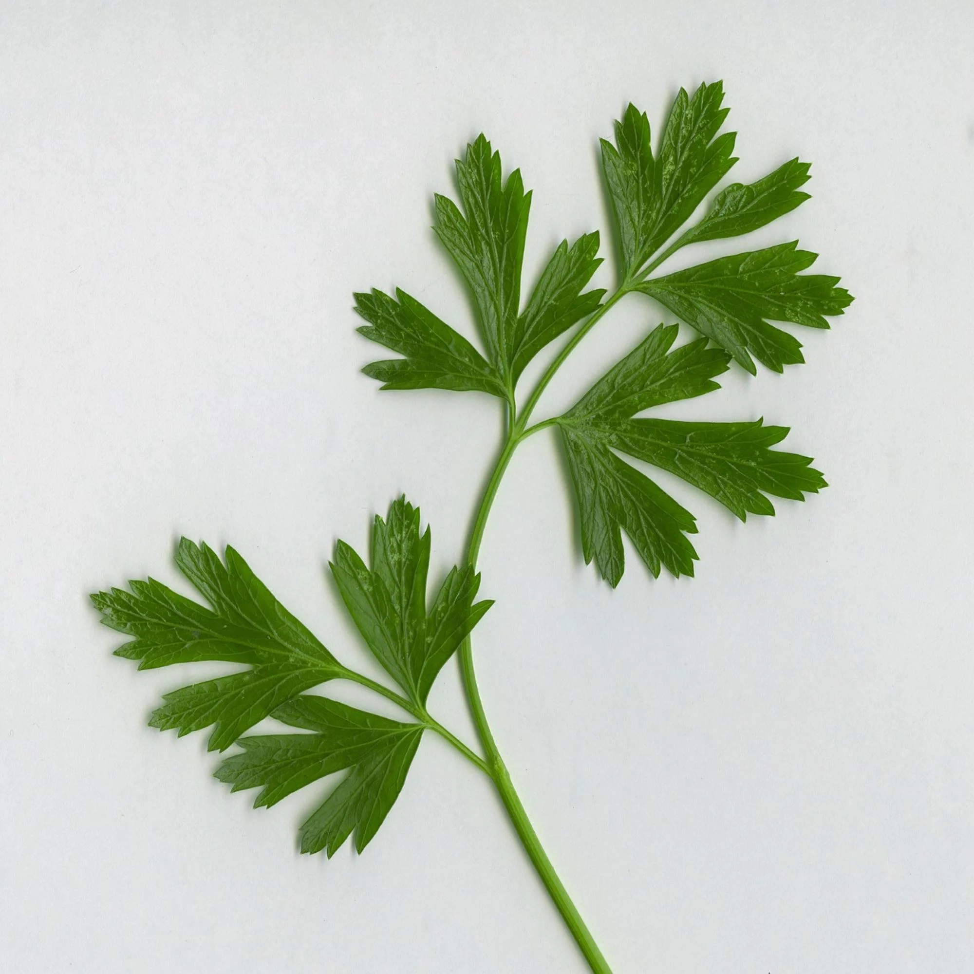 Italian Giant Parsley Seeds/ Biennial/ Full Sun/600 Seeds 2 Grams/ Zellajake Farm and Garden - B57