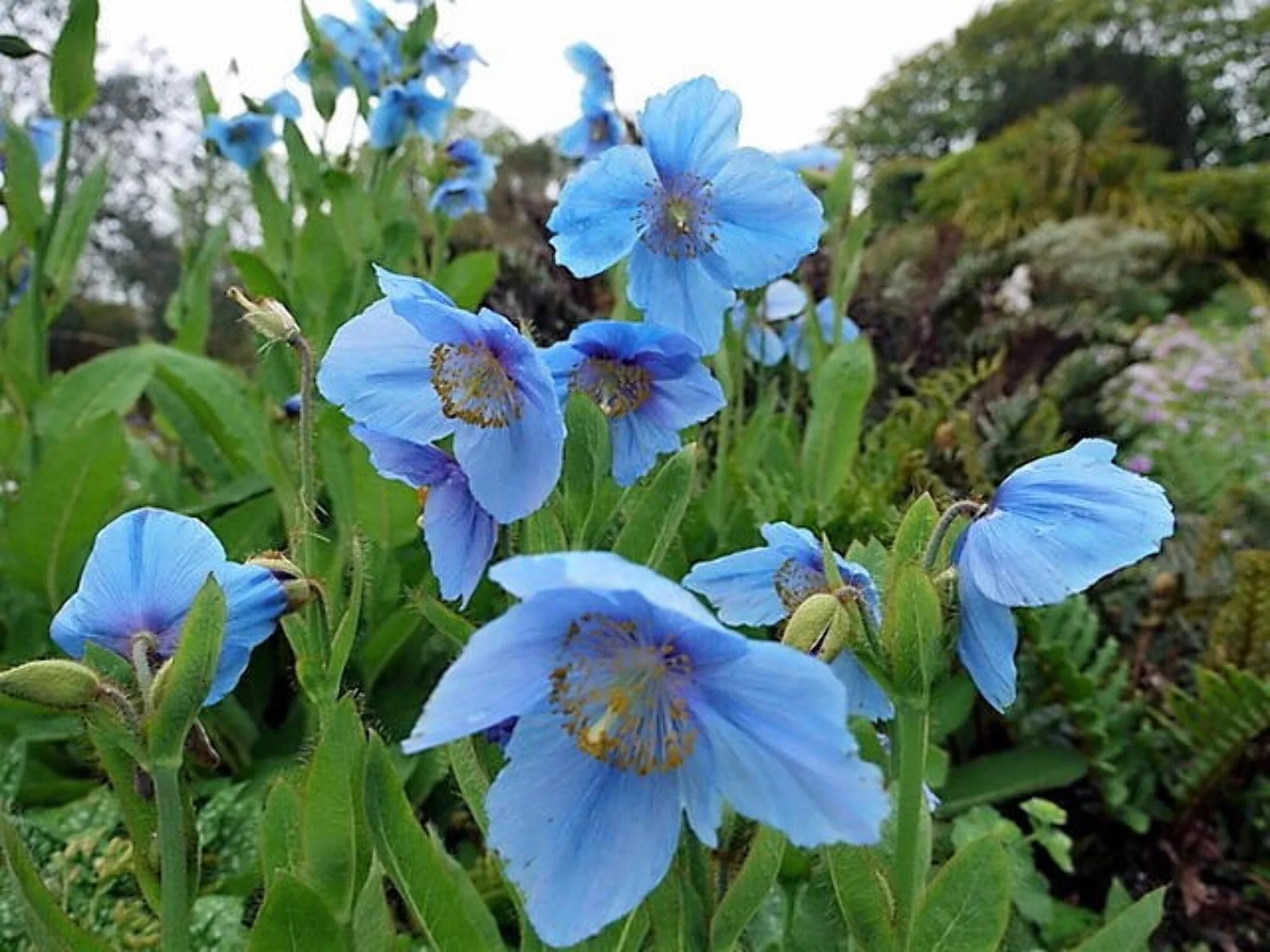 10 Seeds MIXED HIMALAYAN POPPY Blue Red Violet Meconopsis Napaulensis Mix Flower Seeds