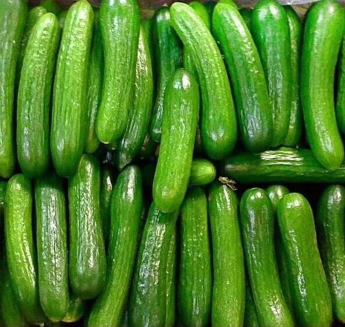 30 Alpha Cucumber Seeds for Planting Persian Beit Alpha Cucumis sativus