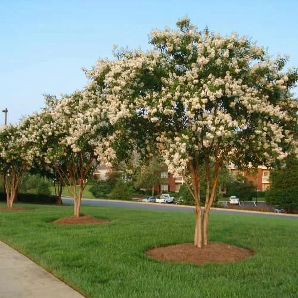 CHUXAY GARDEN 35 Seeds White Crape Myrtle Tree,Lagerstroemia,Crape Tree White Angel Hardy Flowers Privacy Screen Plant Great for Garden and Patio