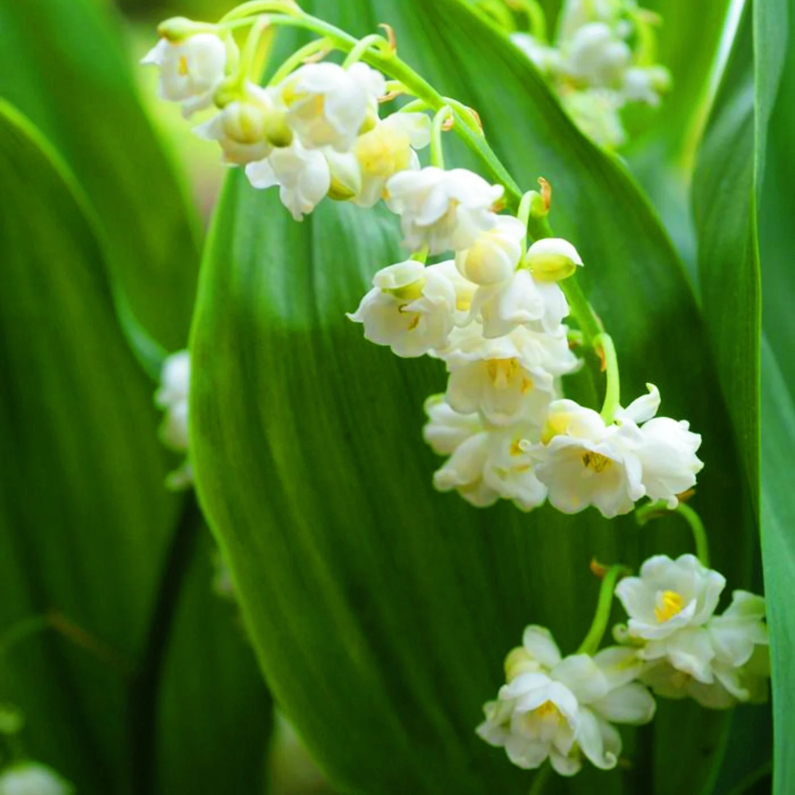 Lily Of The Valley Plant Lily Of The Valley Bulbs Lily Of The Valley Bulbs For Sale  Lily Of The Valley Bulbs For Planting Simple Planting Garden Decoration