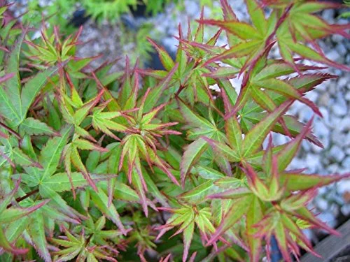 Tatoo Dwarf Japanese Maple 1 - Year Live Plant