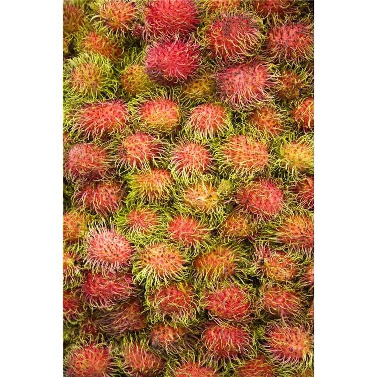 Rambutan Central Market Kuala Lumpur Malaysia Poster Print, 12 x 18