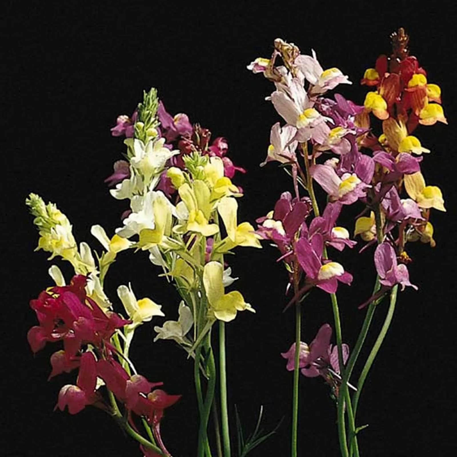Spurred Snapdragon Linaria Flower Garden Seeds - 1 Oz - Annual Wildflower Gardening Seeds - Linaria maroccana