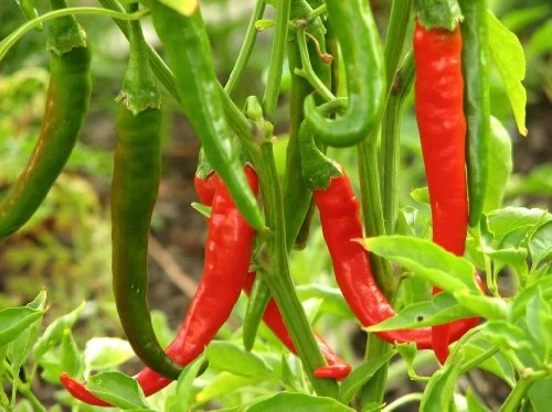 Clovers Garden Thai Gong Bao Dragon Hot Pepper Plants – Two (2) Live Plants – Not Seeds – Each 4