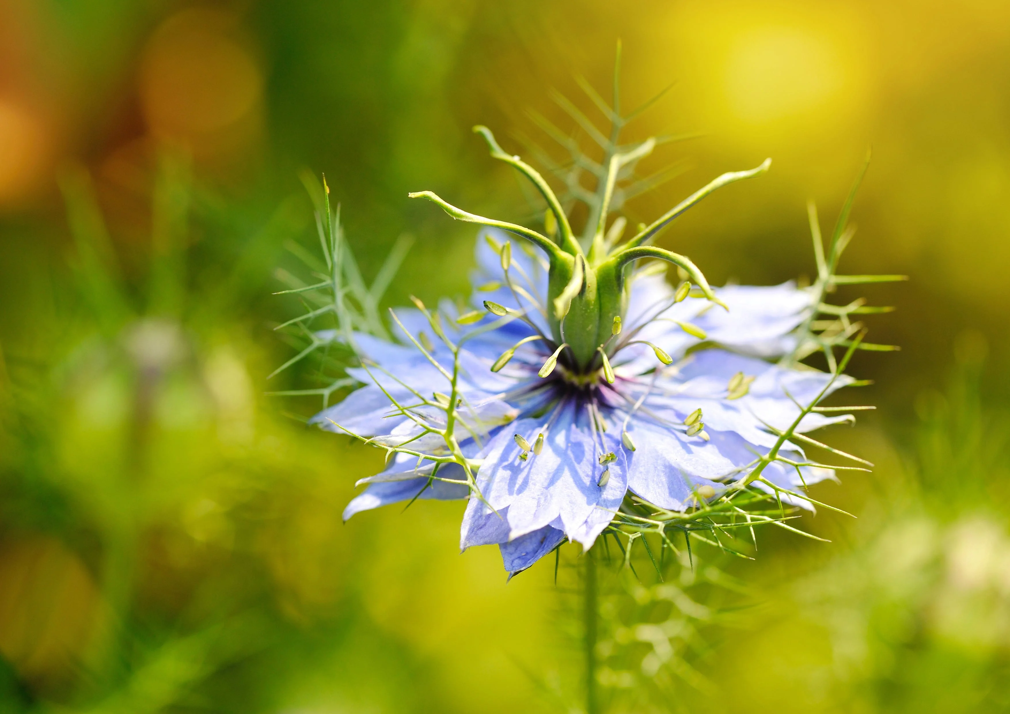 Black Cumin Seeds, 8 Pounds — Kosher, Raw, Vegan — by Food to Live