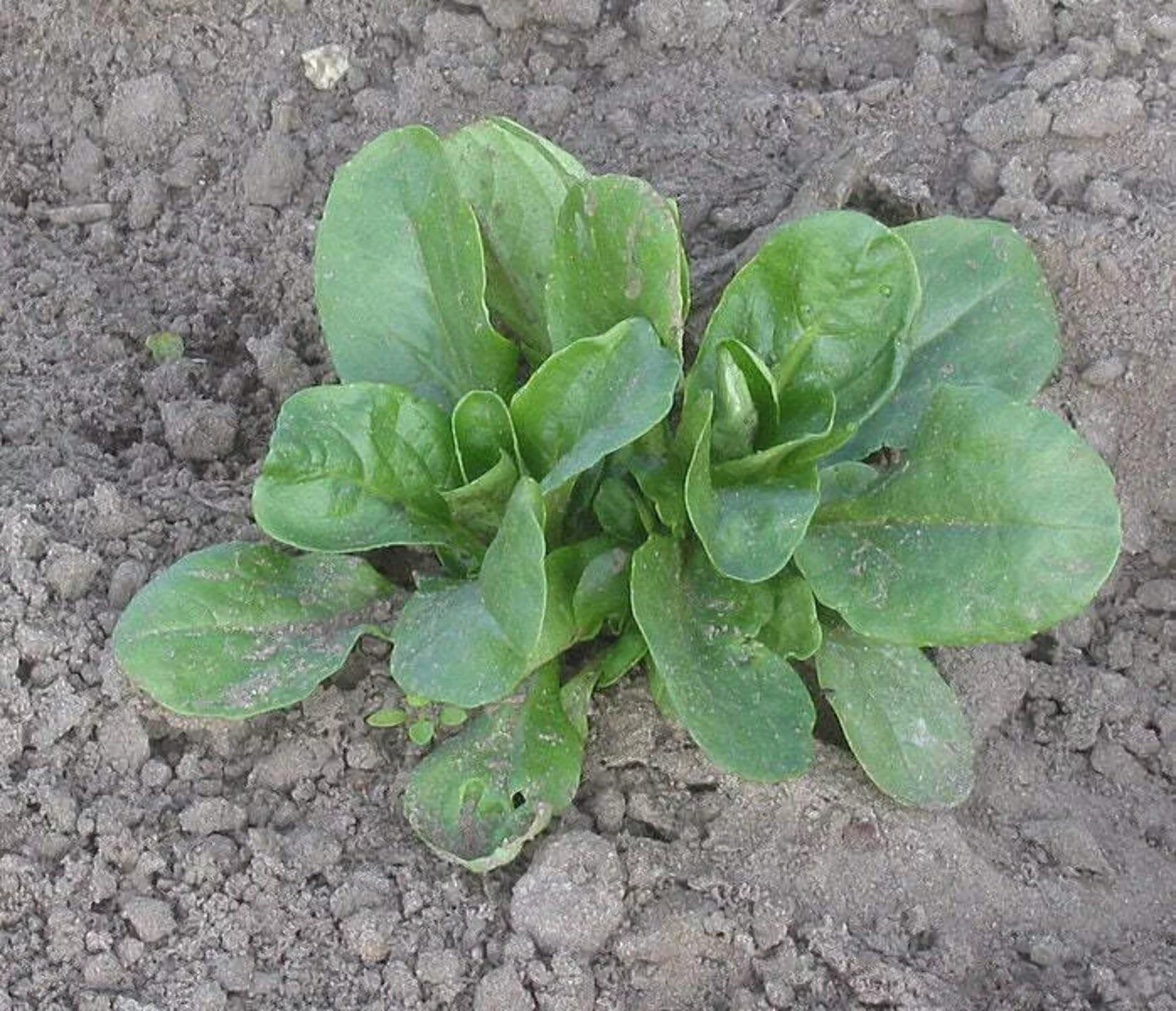 500 Seeds Dutch CORN SALAD Lambs Lettuce Valerianella Locusta Herb Vegetable Seeds